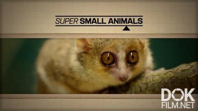 Звери в миниатюре/ Super Small Animals (2017)