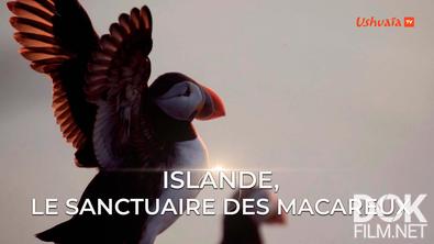 Исландия. Заповедник птиц тупиков/ Islande. Le sanctuaire des macareux (2022)