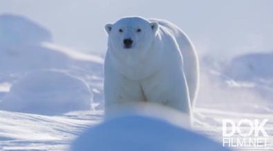 Полярный медведь/ Polar Bear (2022)
