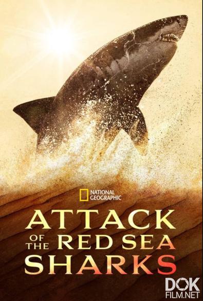 Нападение акул в Красном море/ Attack of the Red Sea Sharks (2024)