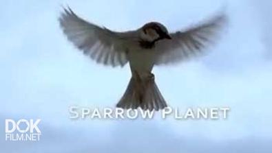 Планета Воробьев / Sparrow Planet (2013)