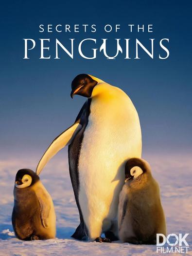 Секреты пингвинов/ Secrets of the Penguins (2025)