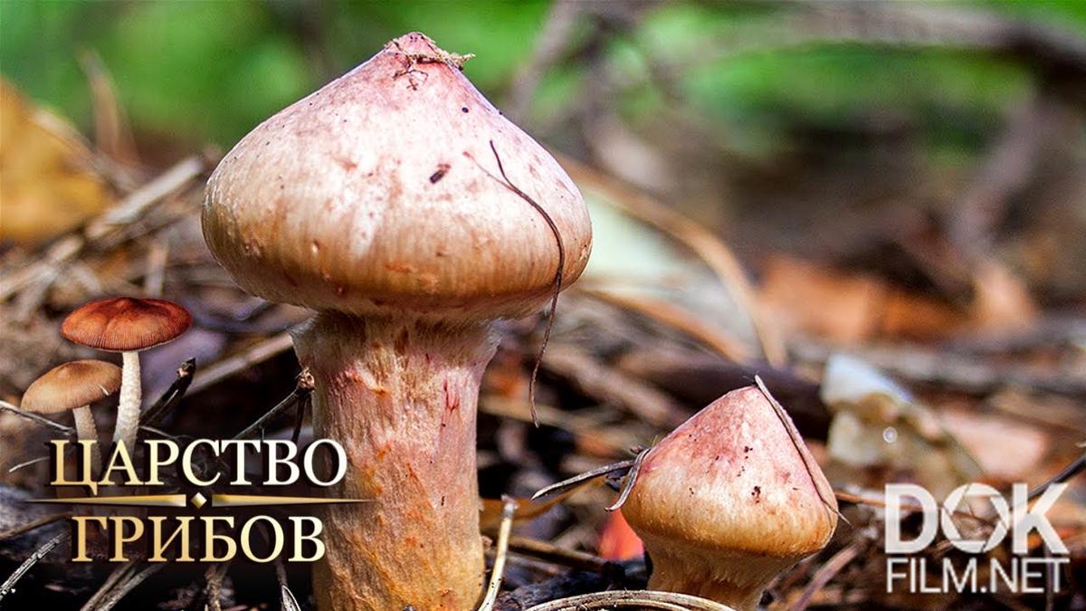 Царство грибов. Великий грибной путь (2021)