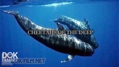 Гринды – Морские Охотники / Cheetahs Of The Deep (2013)