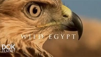 Дикий Египет / Wild Egypt (2015)