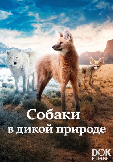 Собаки в дикой природе/ Dogs in the Wild (2022)