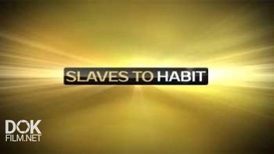 В Плену Привычки / Slaves To Habit (2014)