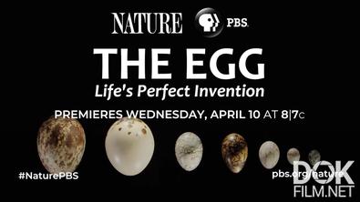 BBC: Живой мир. Яйцо: самое совершенное творение природы/  BBC Natural World. Egg: The Most Perfect Creation of Nature (2023)