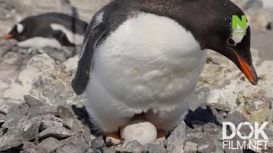 BBC. Мир природы. Пингвинья почта/ Natural World. Penguin Post Office (2015)