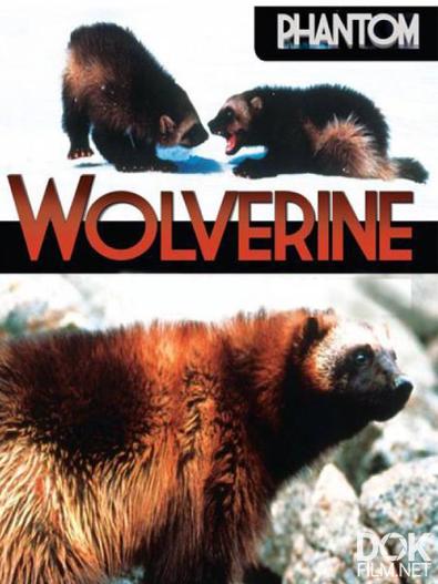 Неуловимая росомаха/ Phantom Wolverine (2010)