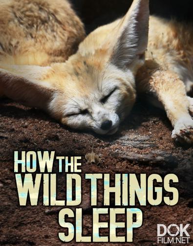 Как спят дикие животные/ How the Wild Things Sleep (2022)