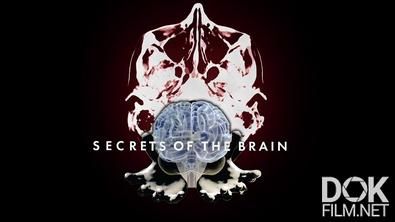 Секреты мозга/ Secrets Of The Brain (2025)