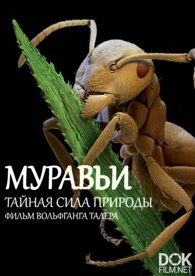 Муравьи. Тайная сила природы/ Ants: Nature's secret power (2004)