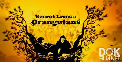 Тайная жизнь орангутанов/ Secret Lives of Orangutans (2024)