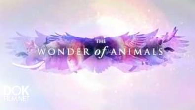 Чудо Животного Мира / Wonder Of Animals (2014)