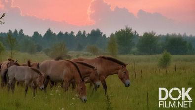 Все как у людей. Дикие обитатели Чернобыльской зоны. Какие существа населяют Полесский радиационный заповедник? (2025)