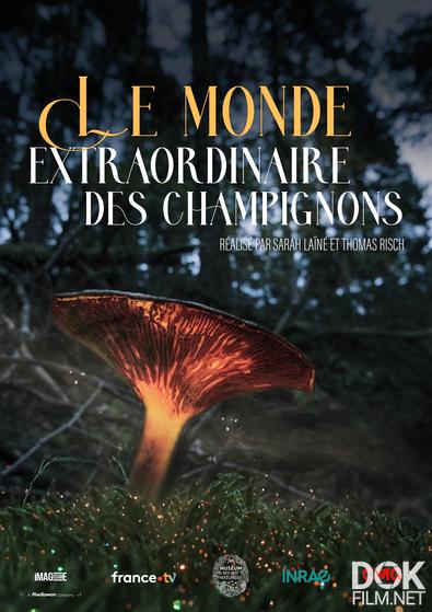 Сказочный мир грибов/ Le monde extraordinaire des champignons (2023)