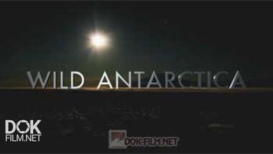 Дикая Антарктика / Wild Antarctica (2015)