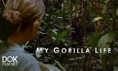 Моя Жизнь С Гориллами / My Gorilla Life (2012)