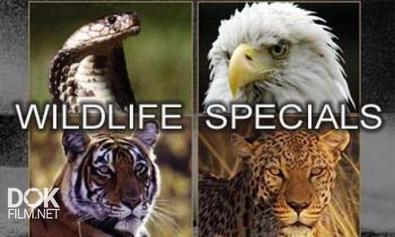 Жизнь Животных. Плотоядные / Bbc: The Wildlife Specials (1997-2003)