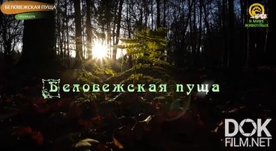 Беловежская пуща (2024)