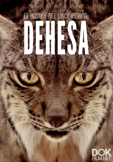 Дехеса: лес пиренейской рыси/ Dehesa – Forest of the Iberian Lynx (2022)