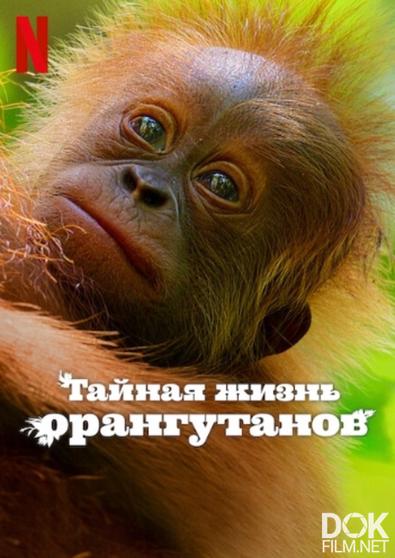 Тайная жизнь орангутанов/ Secret Lives of Orangutans (2024)