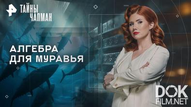 Тайны Чапман. Алгебра для муравья (25.03.2026)