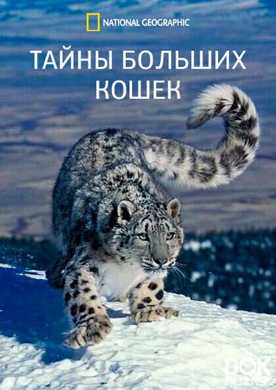 Тайны больших кошек/ Редкие навыки кошек/ Rare Cat Skills (2024)