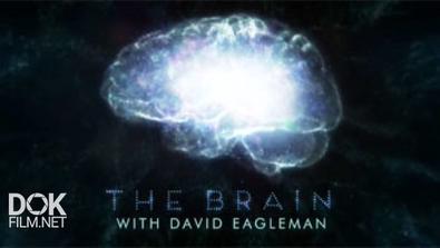 Мозг С Дэвидом Иглменом / The Brain With David Eagleman (2015)