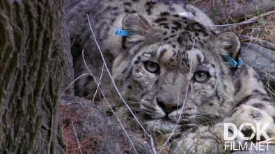 Мир природы. Снежный барс. Мифы и реальность/ Nature World. Snow Leopard - Beyond the Myth (2007)