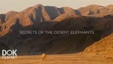 Хоаниб - Секреты Пустынных Слонов / Secrets Of The Desert Elephants (2013)