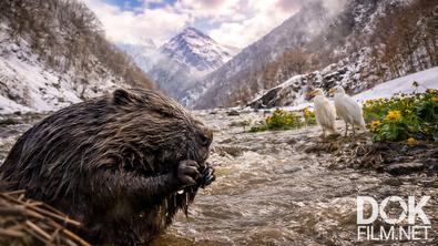 Все как у людей. Половодье в долинах горных рек: как дикие животные выживают в большой воде? (2026)