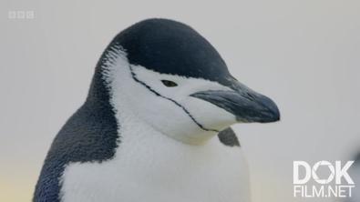 Замёрзшая планета 2/ Frozen Planet II (2022)