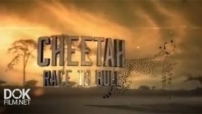 Гепард. Борьба За Признание / Cheetah. Race To Rule (2013)
