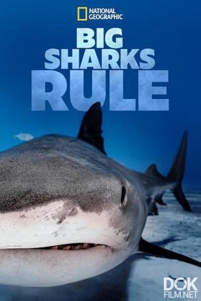 Царство больших акул/ Big Sharks Rule (2018)