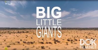 Большие маленькие гиганты/ Big Little Giants (2026)