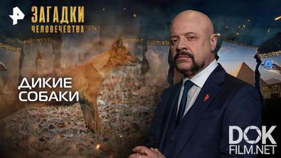 Загадки человечества с Олегом Шишкиным. Дикие собаки (08.12.2025)