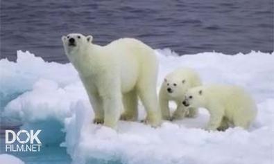 Полярные Медведи / Polar Bears. A Summer Odyssey (2012)