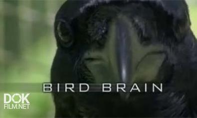 Думают Ли Птицы? / Bird Brain (2011)