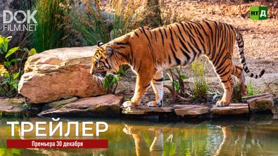 По Следам Амурского Тигра (2019)