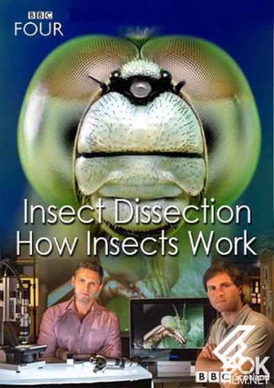 Вивисекция. Как устроены насекомые/ Insect Dissection: How Insects Work (2013)
