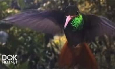 Драгоценные Посланники Цветов / Hummingbirds. Jeweled Messengers (2012)