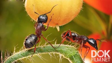 Все как у людей. Какой вес может поднять муравей? Исключительные представители дикой природы (2022)