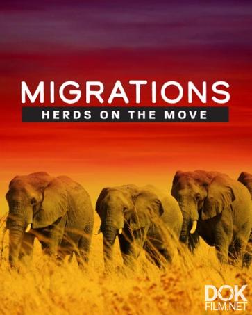 Миграции: стада в движении/ Migrations: Herds on the Move (2020)