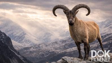 Все как у людей. Дикие обитатели Кавказских гор. Как устроена жизнь животных на большой высоте? (2025)