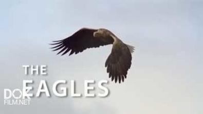 Орёл - Царь Неба / The Eagles (2014)