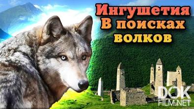 Ингушетия: путешествие по Кавказу. Волки в живой природе (2022)