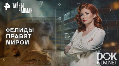 Тайны Чапман. Фелиды правят миром (04.11.2025)