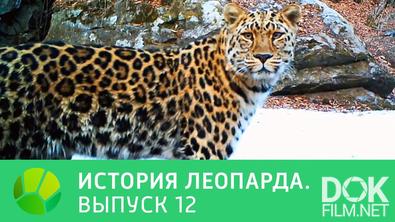 Истории леопарда (2014)